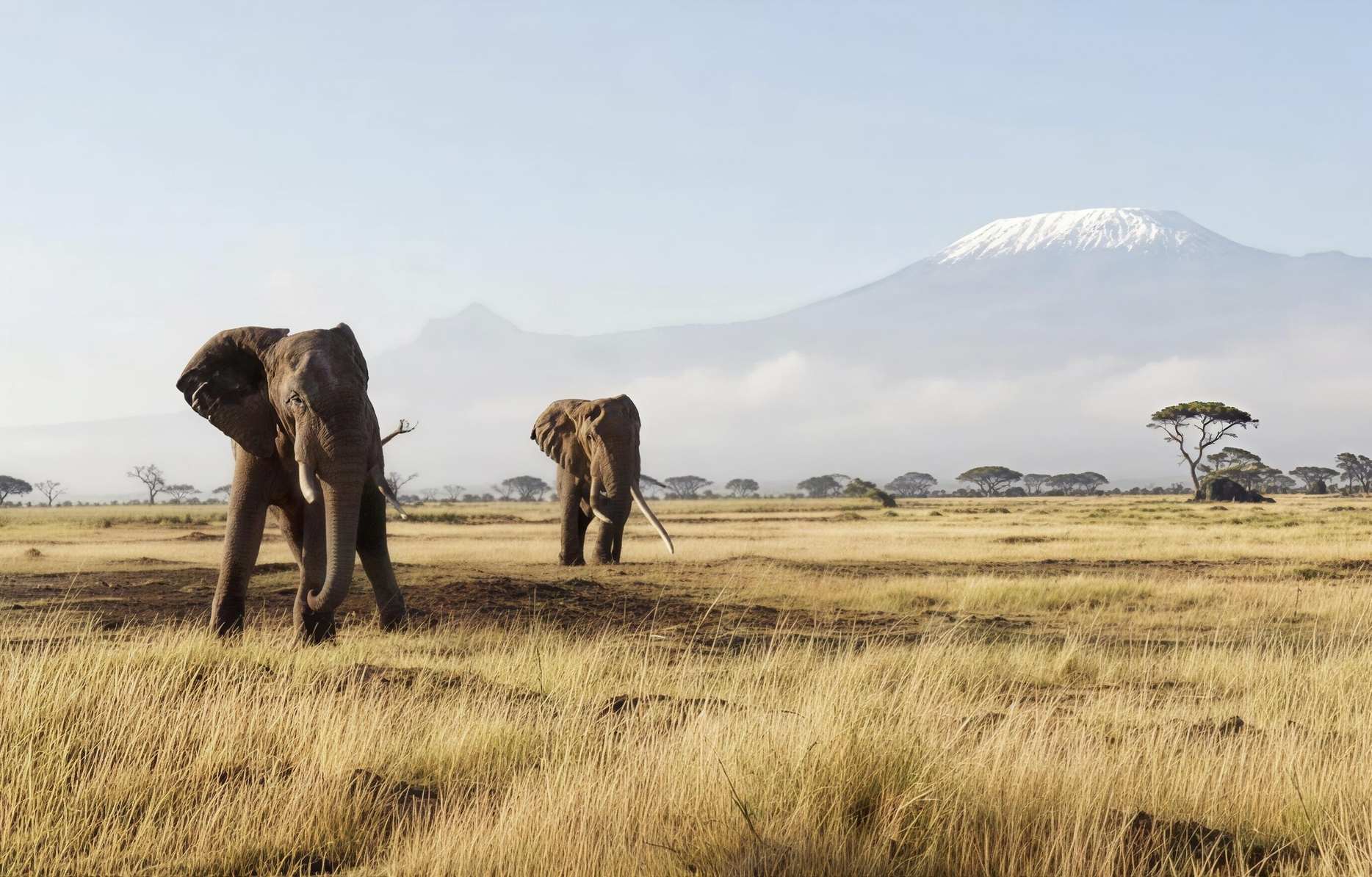 20 Kenya Tour Packages Starts 𝐚𝐭 ₹165000 𝘽𝙤𝙤𝙠 𝙉𝙤𝙬!