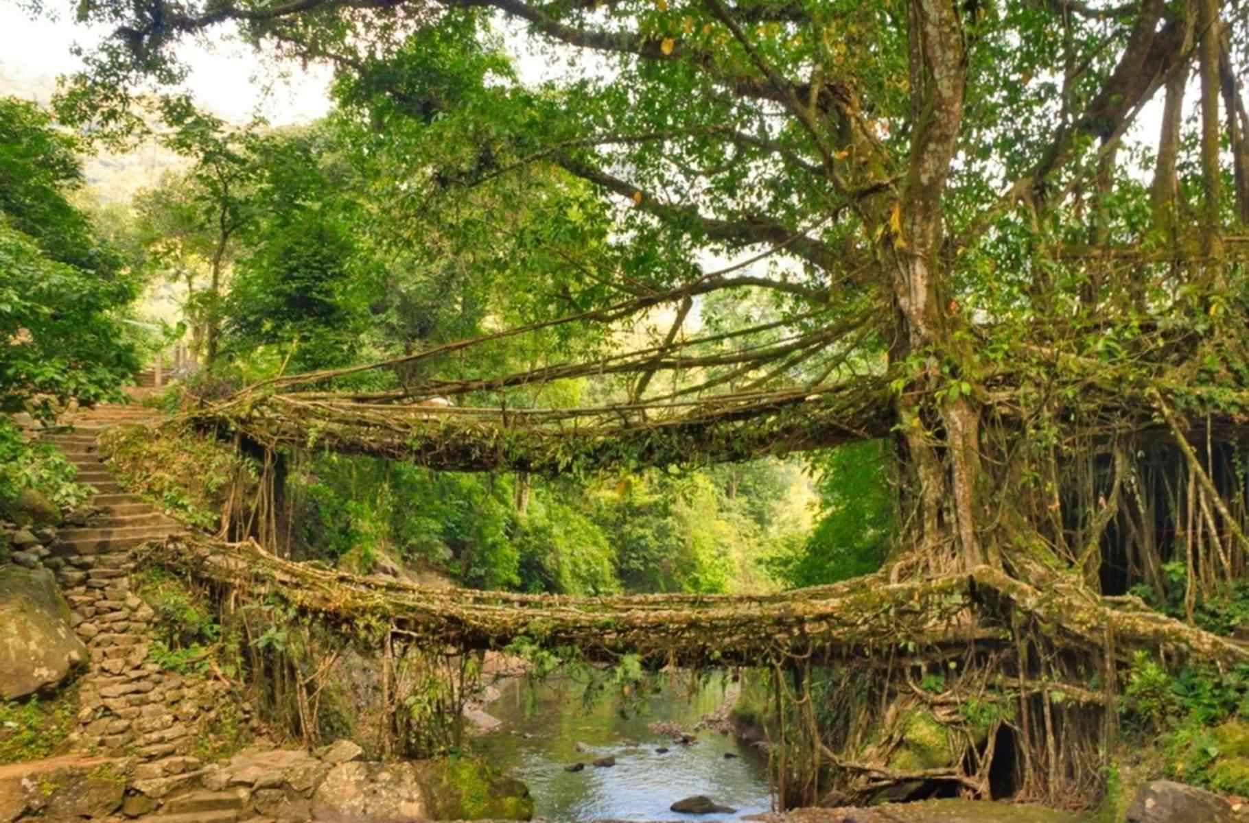 70 Meghalaya Tour Packages: Up to 55% Off Deals