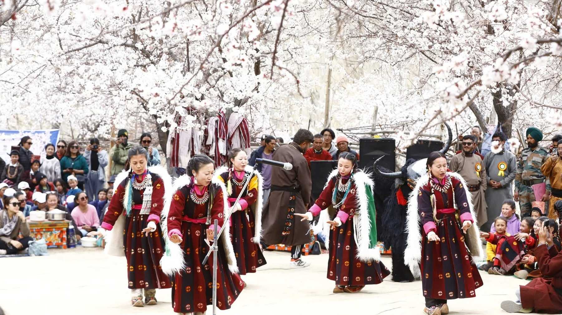 Ladakh Apricot Blossom Festival