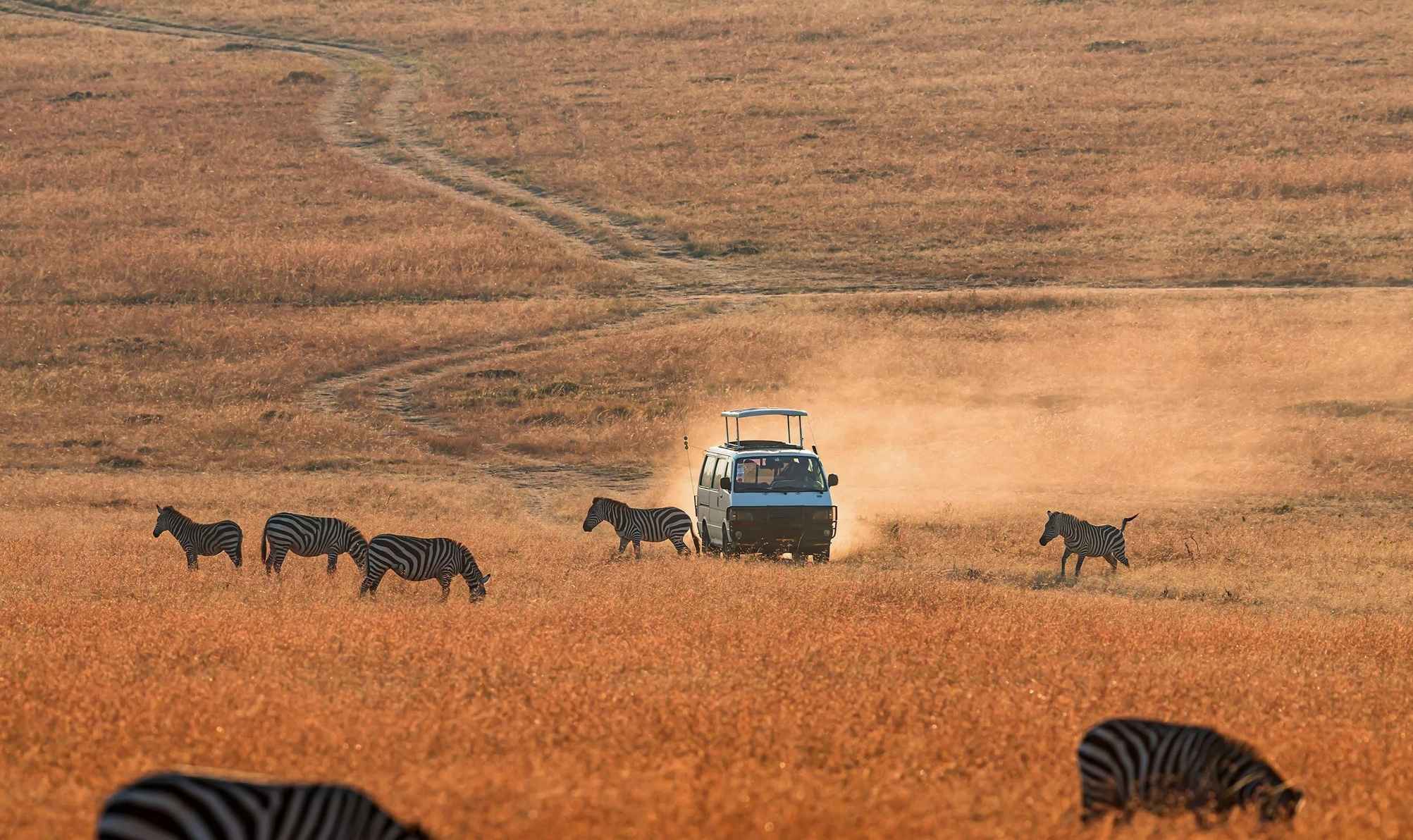 Best Time to Visit Kenya for a Wildlife Safari (Month-by-Month Guide)