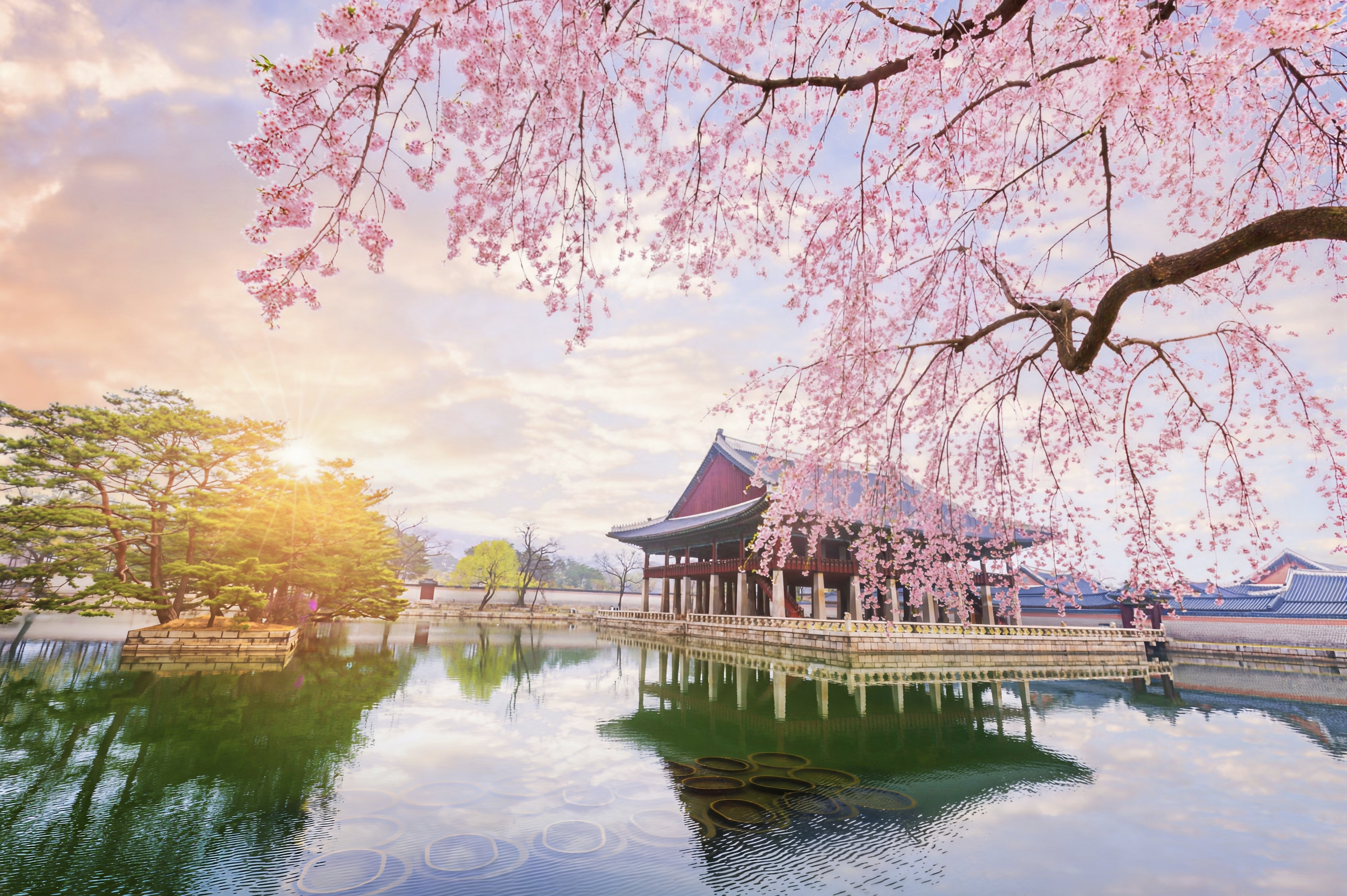 Cherry Blossom Season in Japan: Full Bloom Forecast & Where to Go