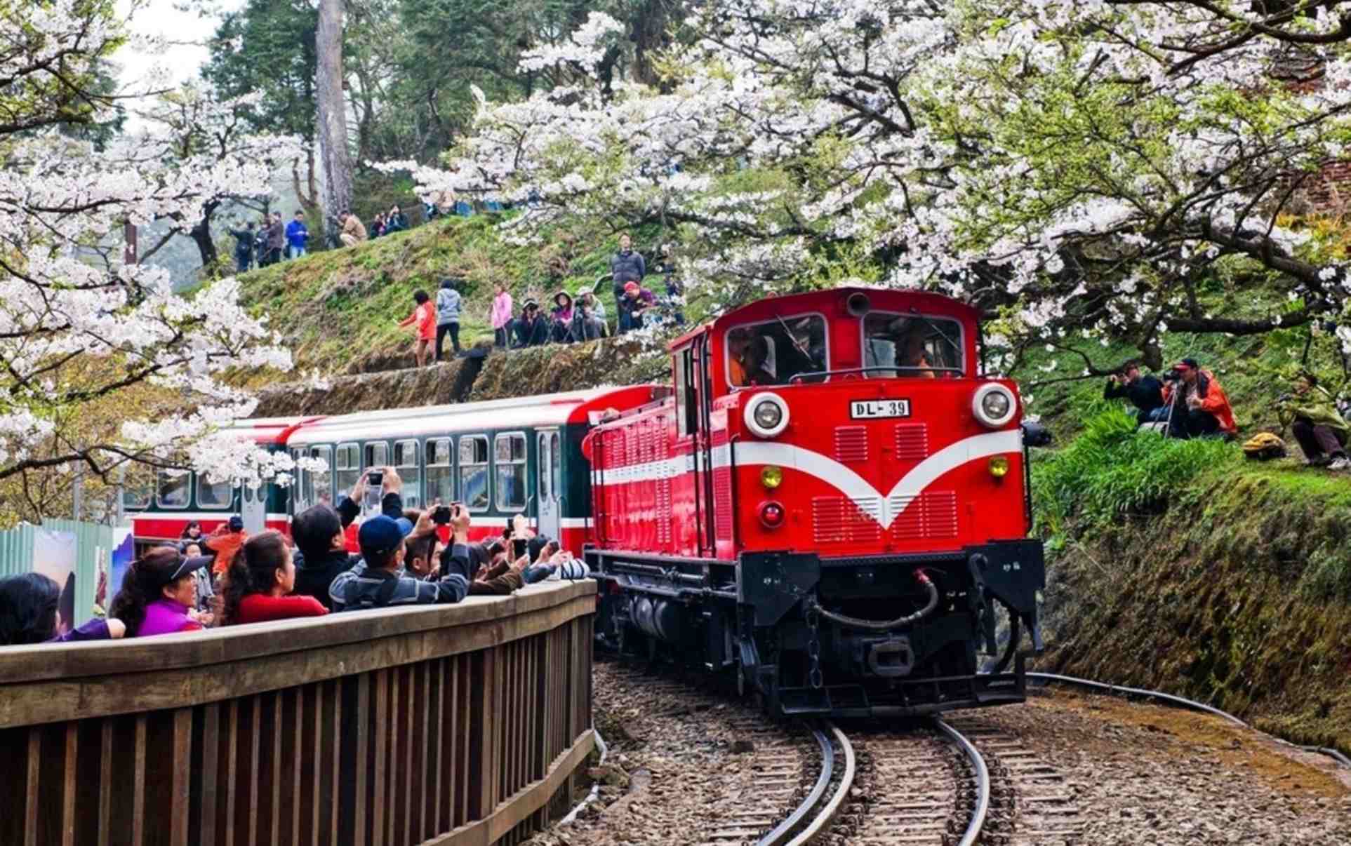 Chiayi Train Journey: Gateway to Alishan’s Most Scenic Railway Experience