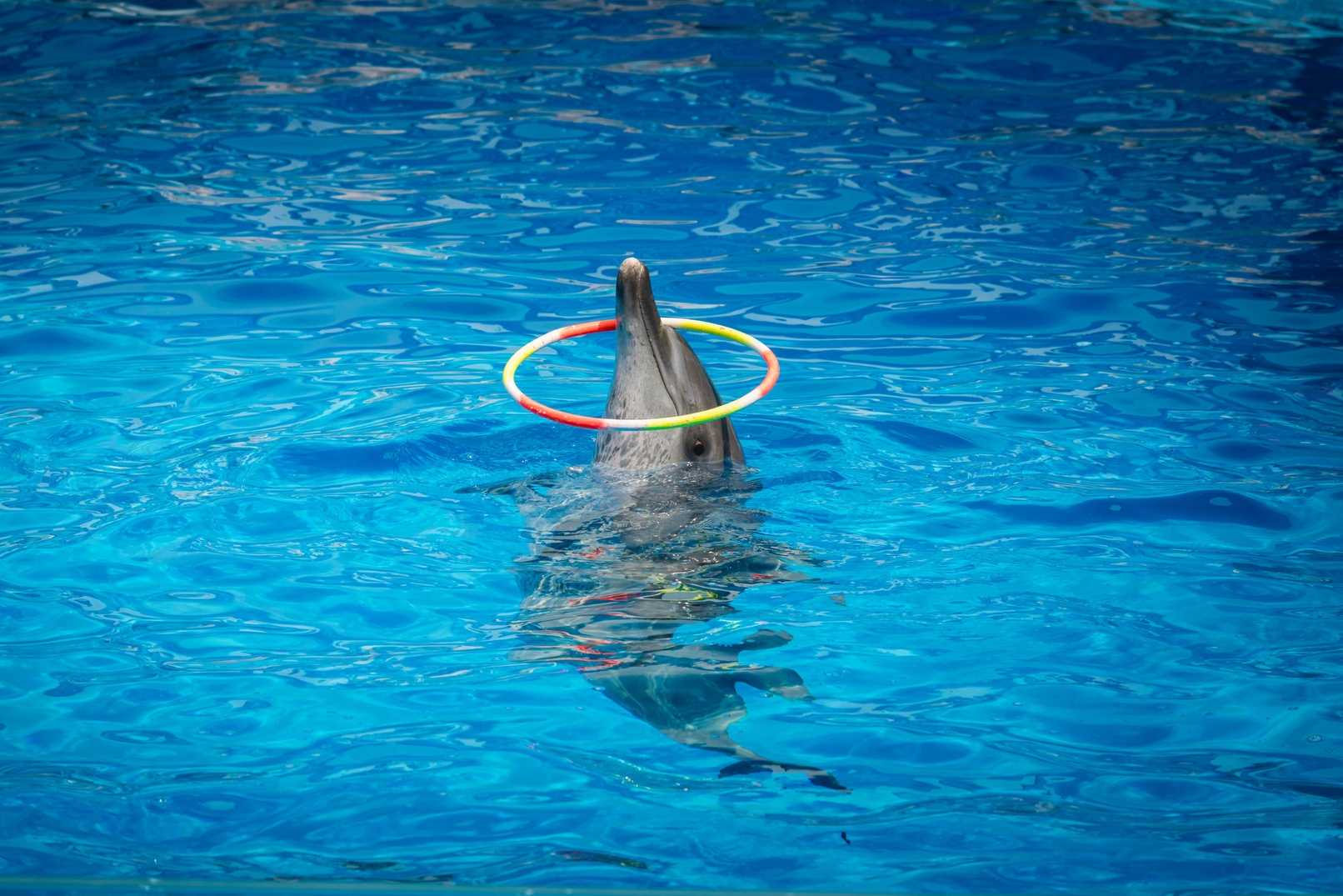 Safari World & Marine Park with Buffet Lunch