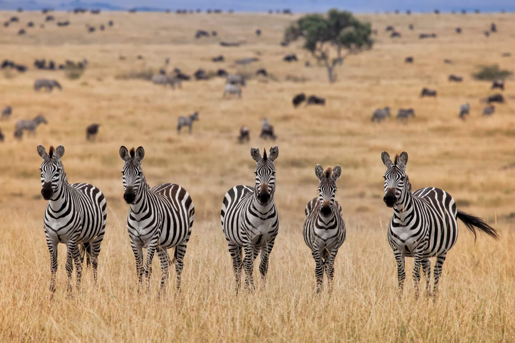 From Kolkata to Kenya: Complete Travel Guide for Indian Travelers 2026