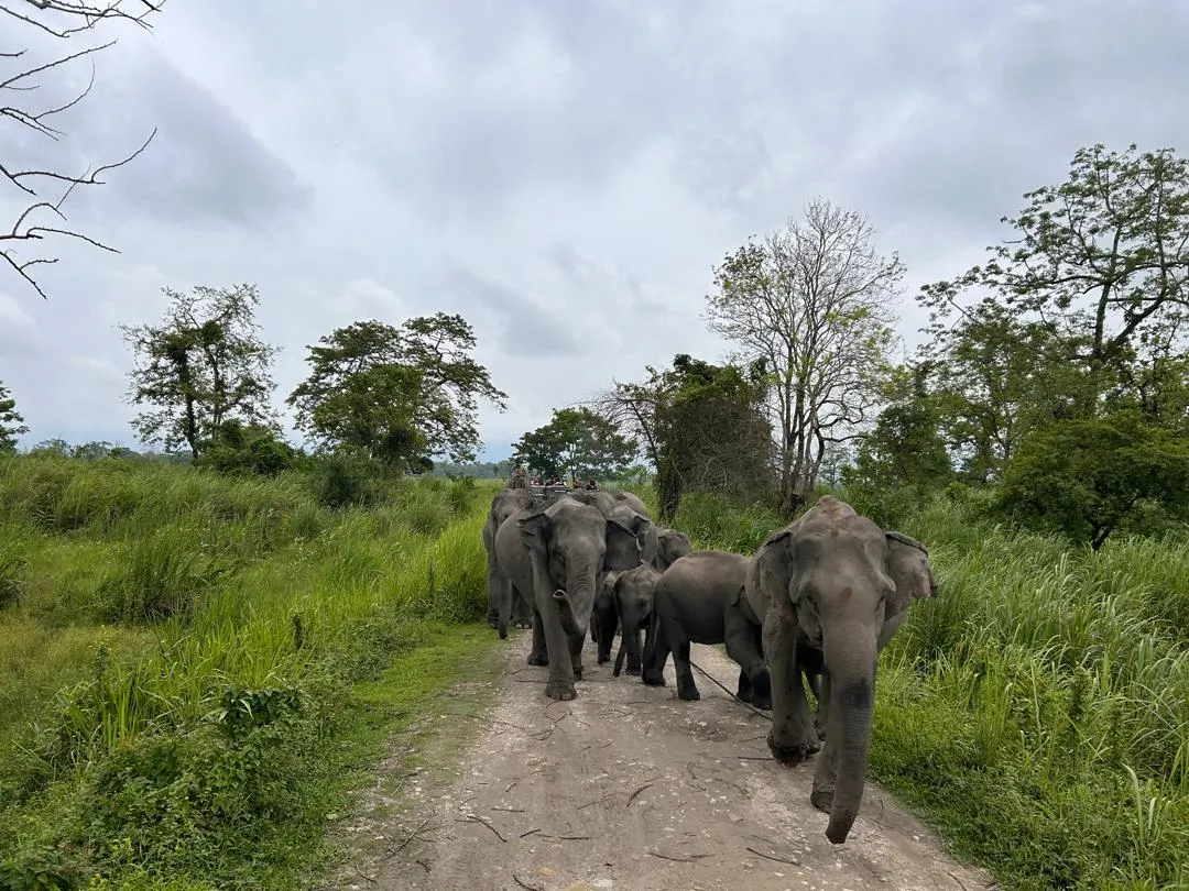 Kaziranga Meghalaya Wildlife Adventure