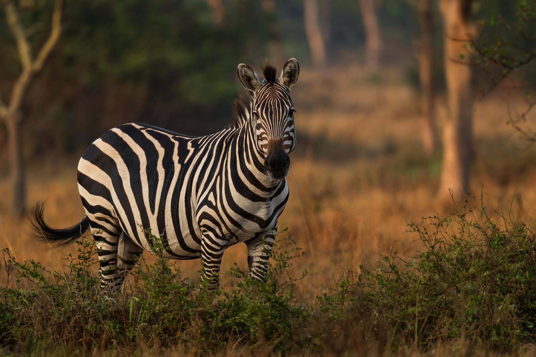 Kenya Tour Packages 2026 – Book India's Best Kenya Holidays at Best Price