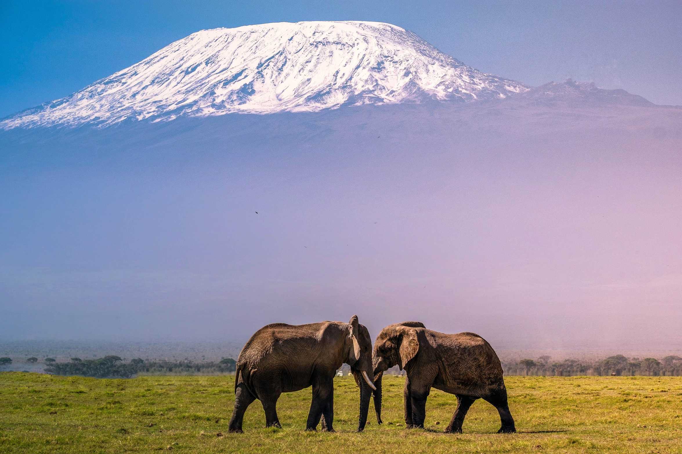 Kenya Tour Packages: A Journey Into the Heart of the Wild