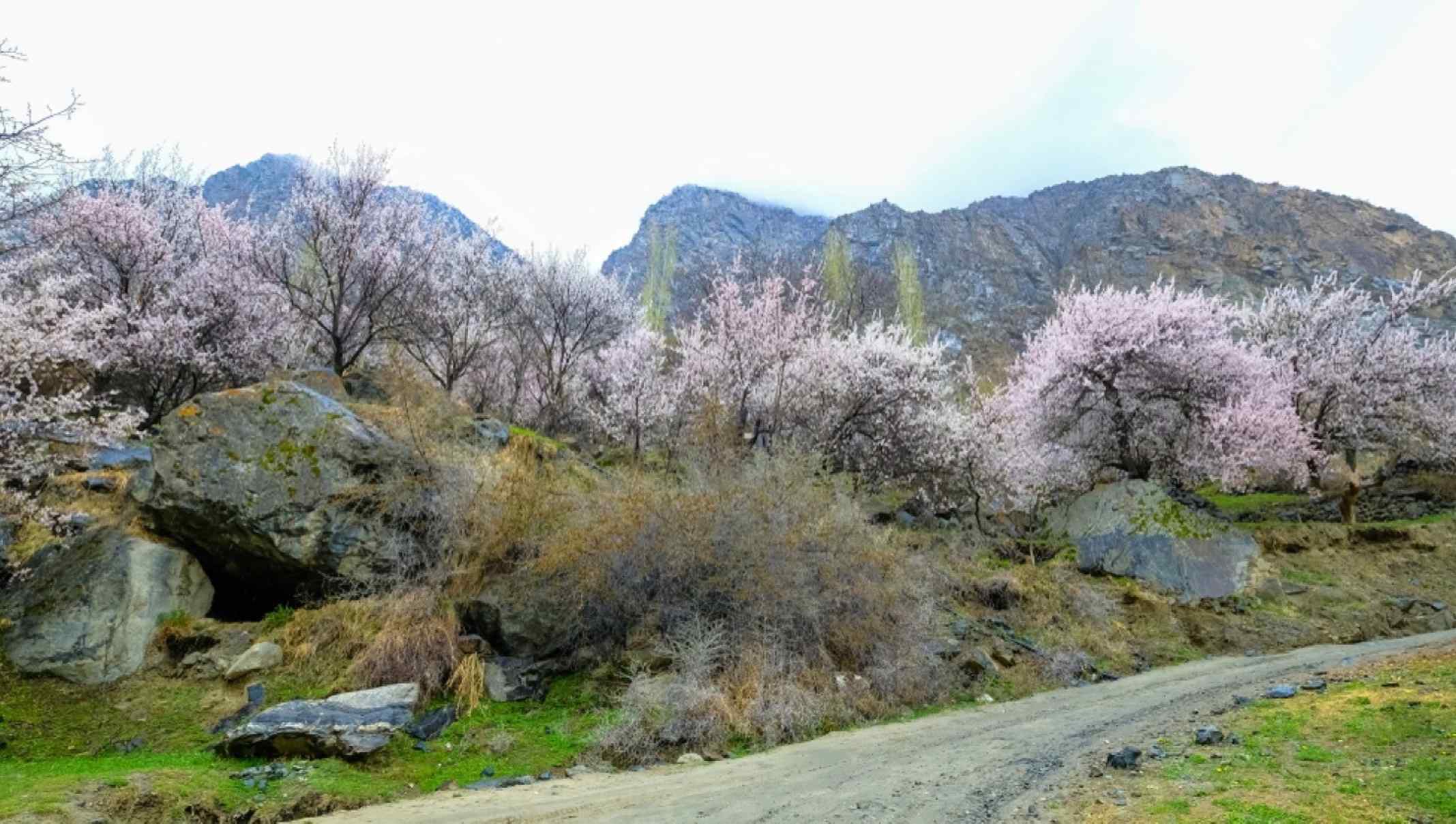 Ladakh Apricot Blossom Festival 2026 Tour Packages From Chennai | 7 Night 8 Days @ Just 29,999/- INR
