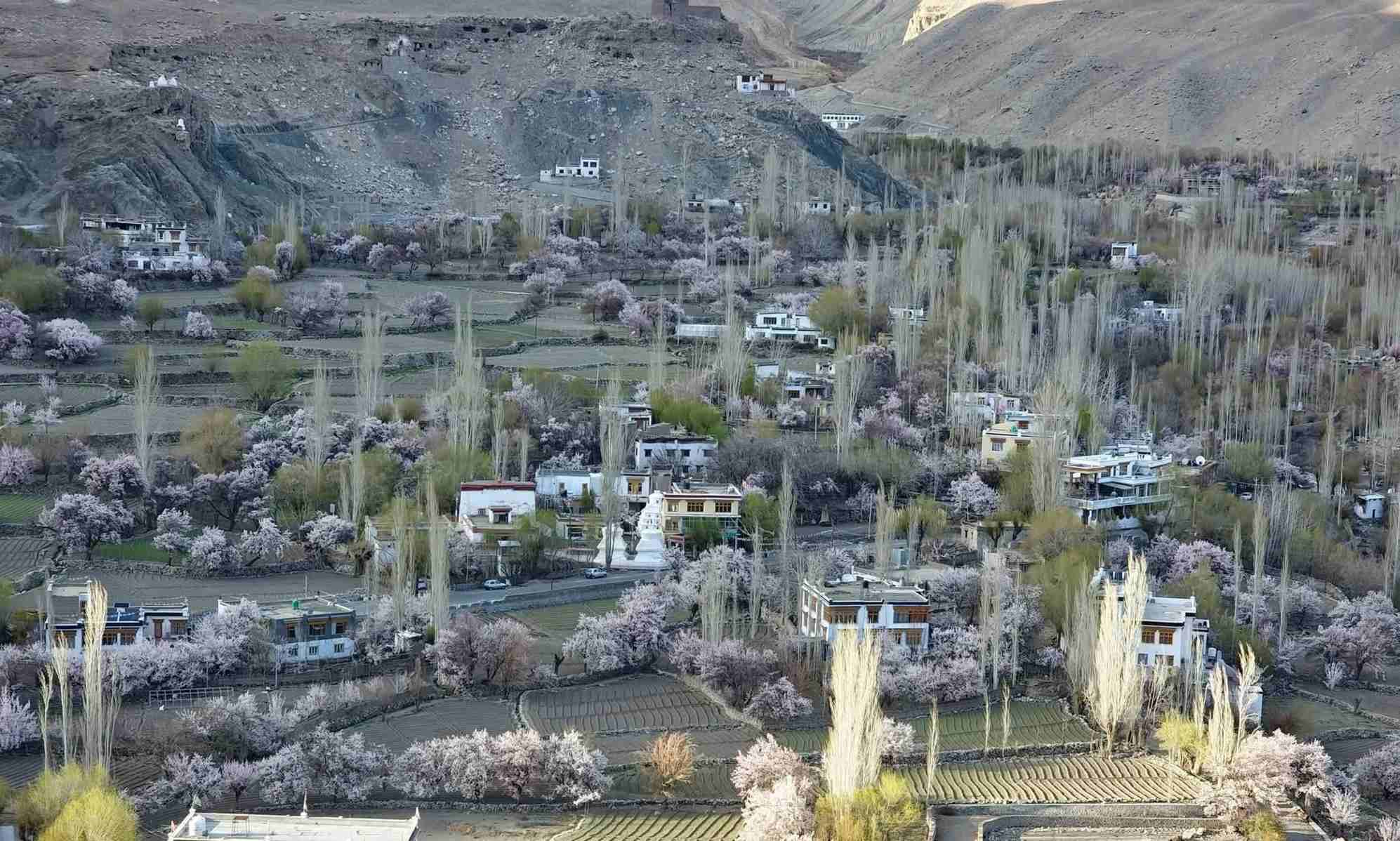 Ladakh Apricot Blossom Photography Tour – A Dream Spring Festival Experience