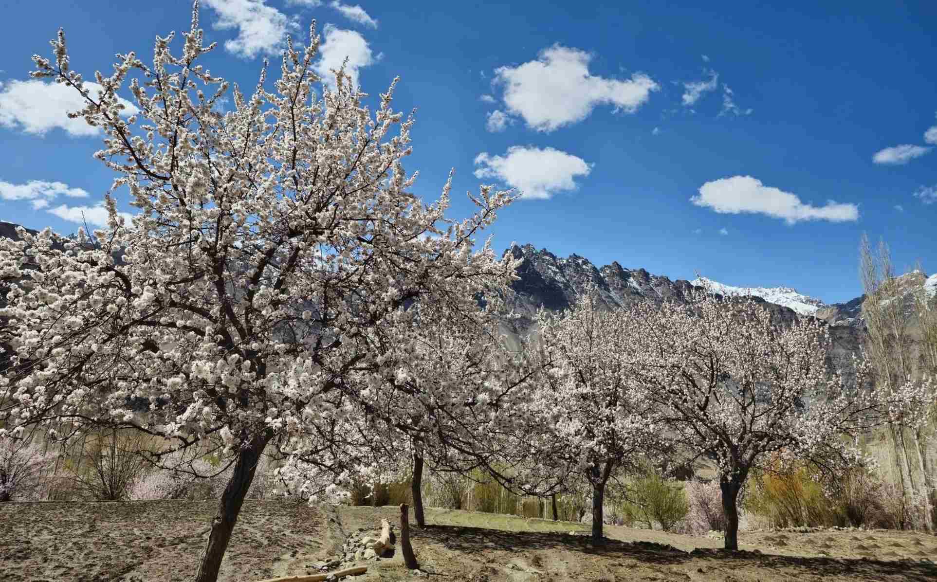 Ladakh Apricot Blossom Season Travel Guide with Festival Tour Packages