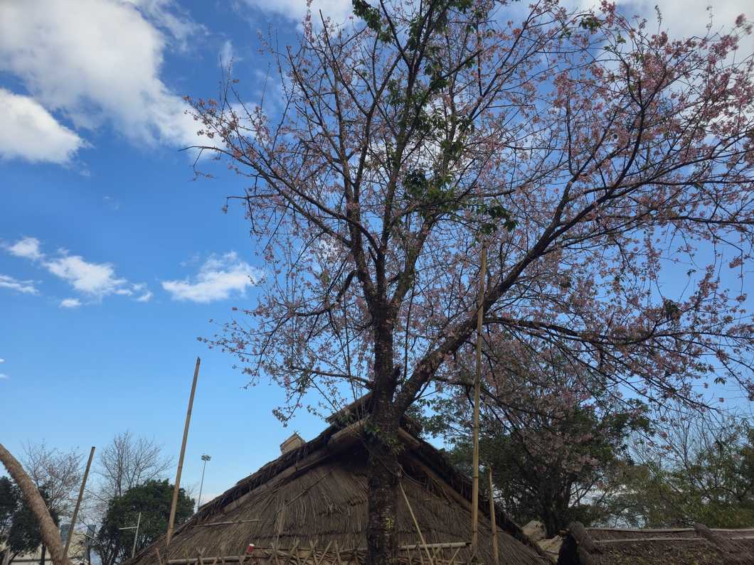 5-Day Nagaland Budget Explorer