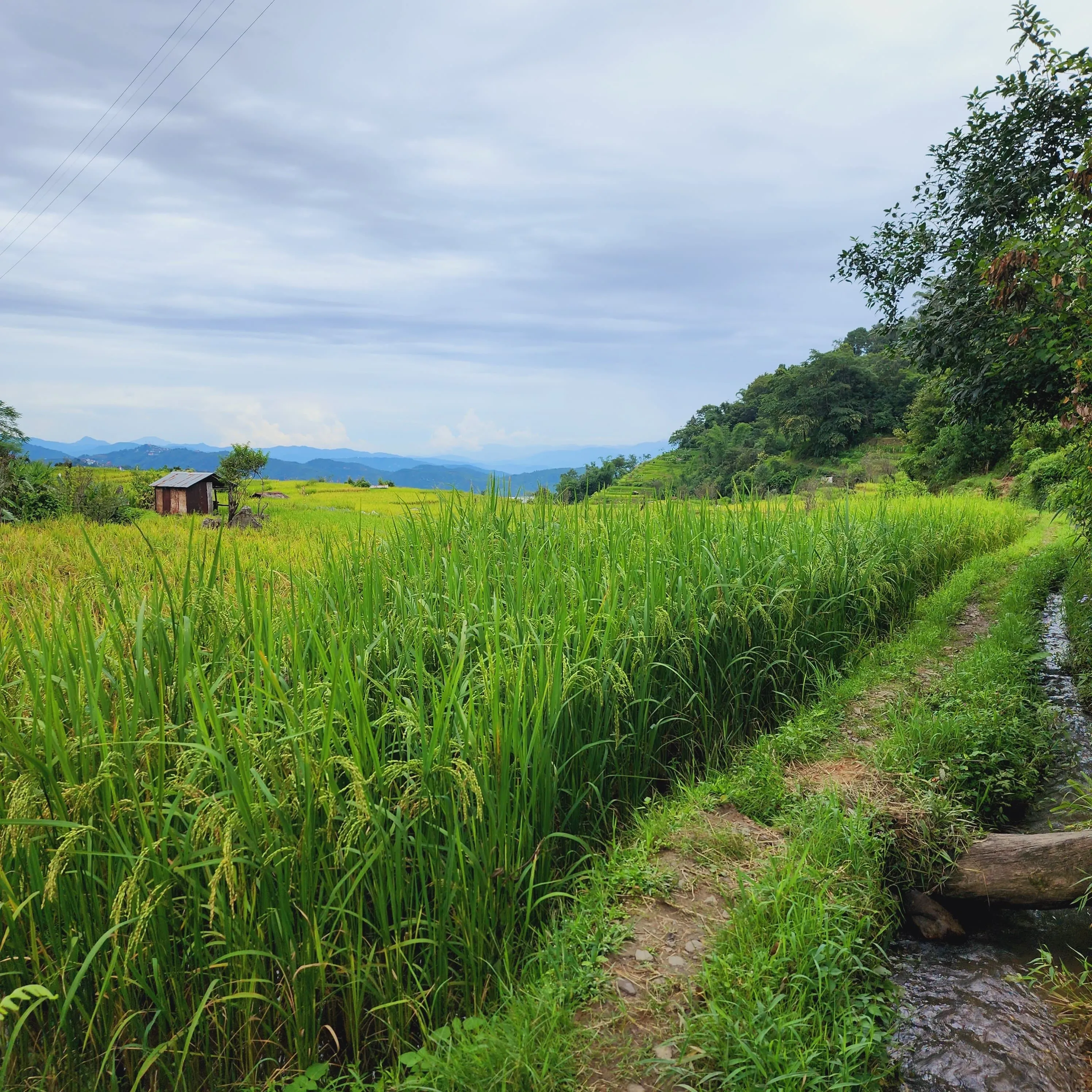 Discover Nagaland with Dzuko Valley Trek