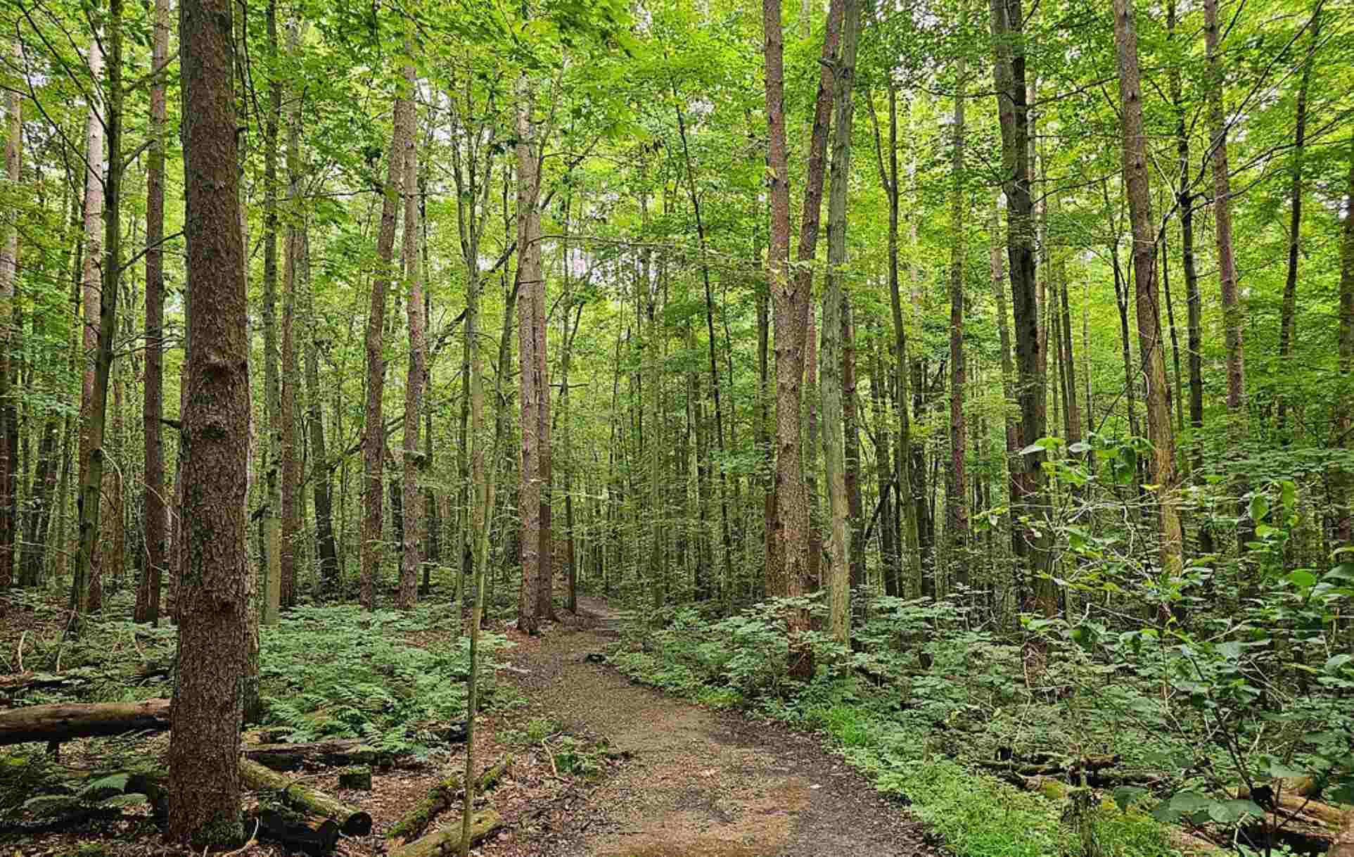 Pine Grove Trails – A Serene Nature Walk in Ziro Valley