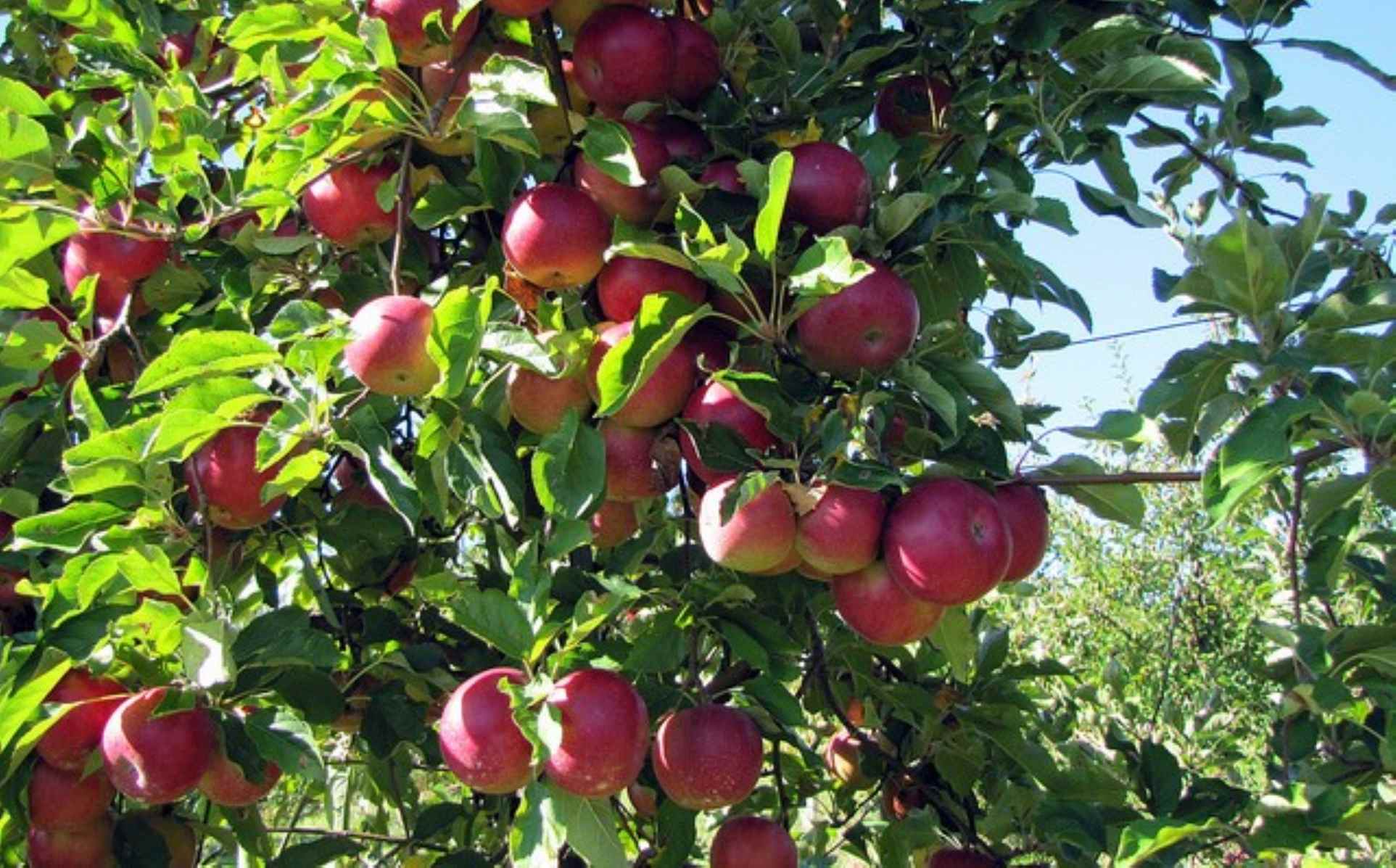 Shergaon Apple & Kiwi Orchards – A Refreshing Agri-Tourism Experience in Arunachal Pradesh