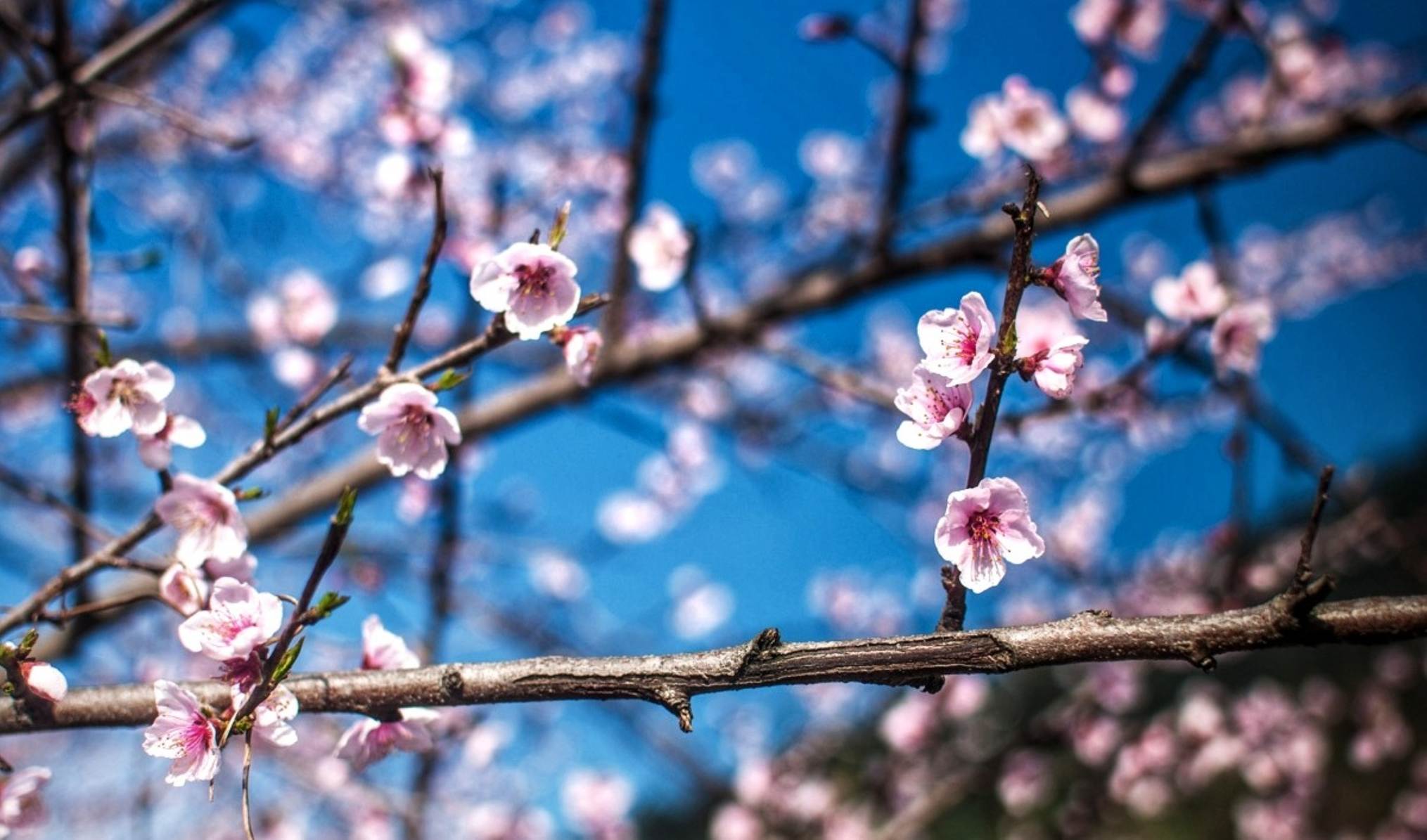 Shergaon Flower Festival – A Colorful Spring Celebration in Arunachal Pradesh