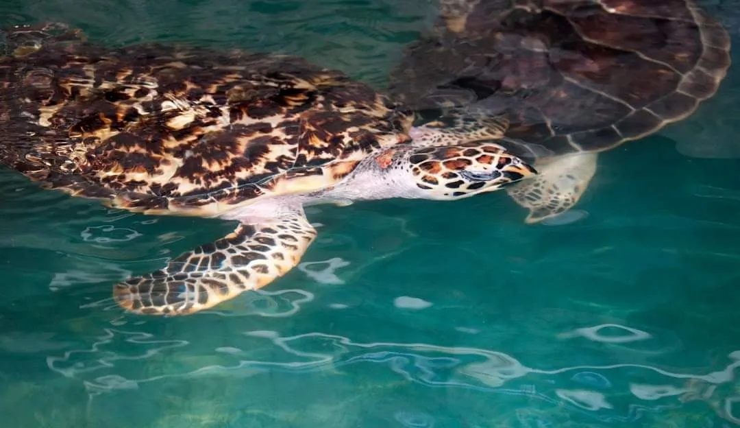 Underwater World Pattaya